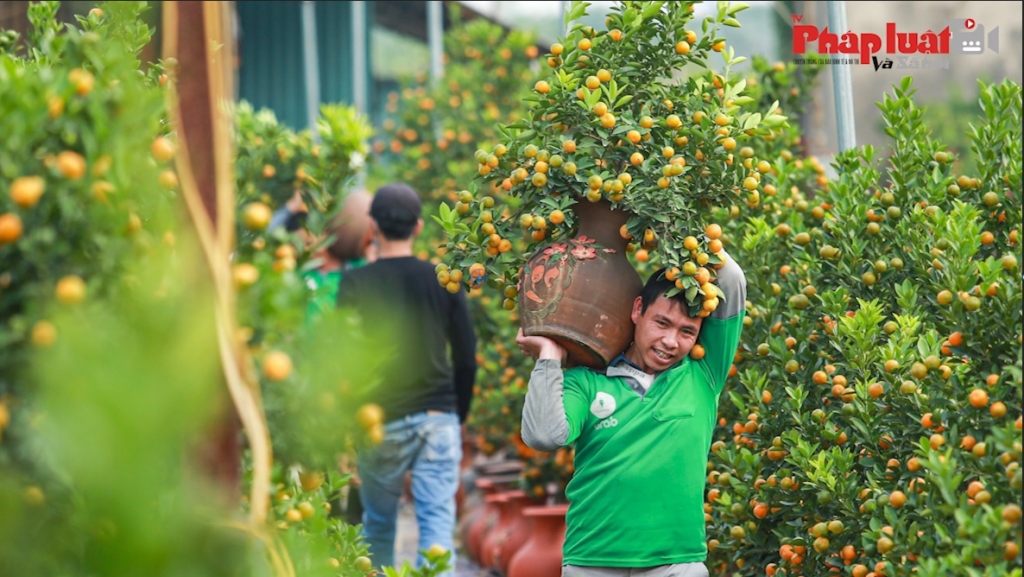 Hà Nội: Quất cảnh Tứ Liên hứa hẹn 'trúng đậm' dịp tết Nguyên đán Quỹ Mão 2023