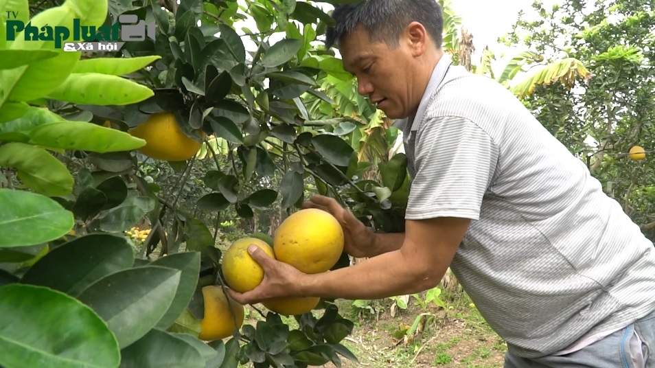 Hà Nội: Người dân Phú Diễn tất bật thu hoạch Bưởi Diễn sẵn sàng phục vụ Tết Nguyên đán