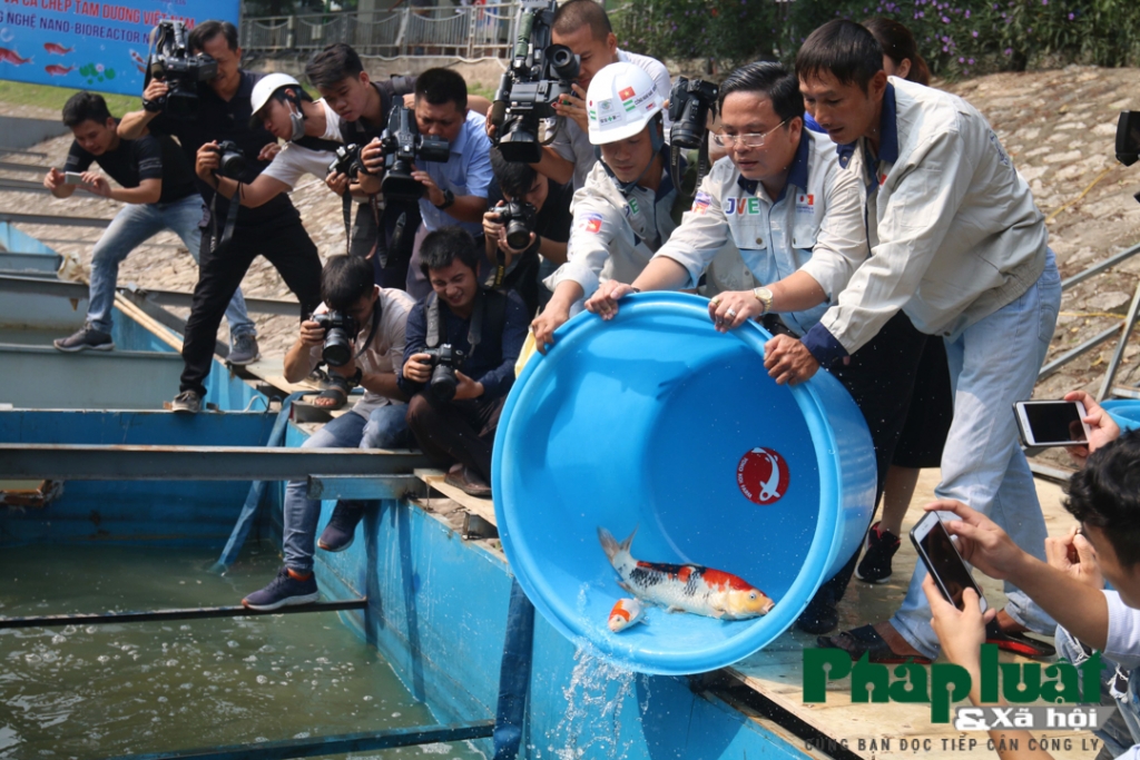 Thả cá chép Koi xuống sông Tô Lịch và Hồ Tây