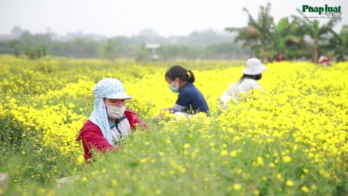 Nghề trồng hoa cúc chi làm thuốc ở phố Hiến